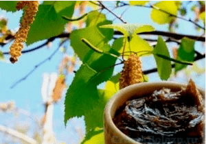 Brezový decht z huby